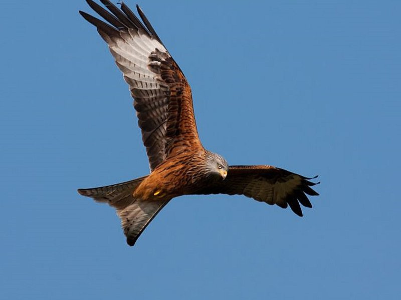 My Red Kite Moment
